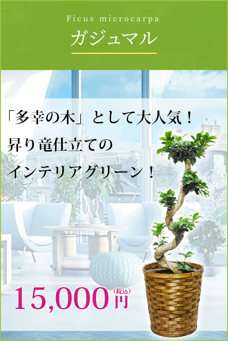 ガジュマル 観葉植物 14,000円(税込)