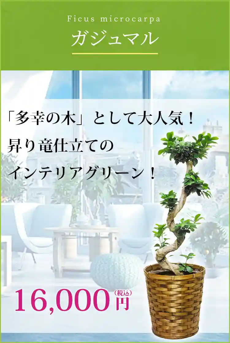 ガジュマル 観葉植物 14,000円(税込)