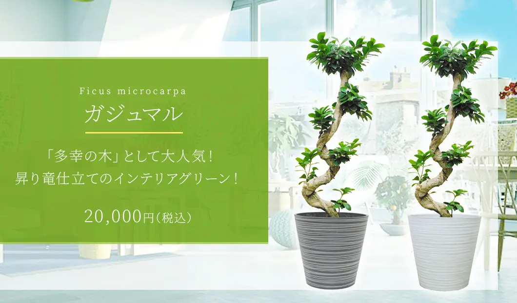 ガジュマル 観葉植物 20,000円(税込)