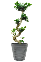 ガジュマル全体画像