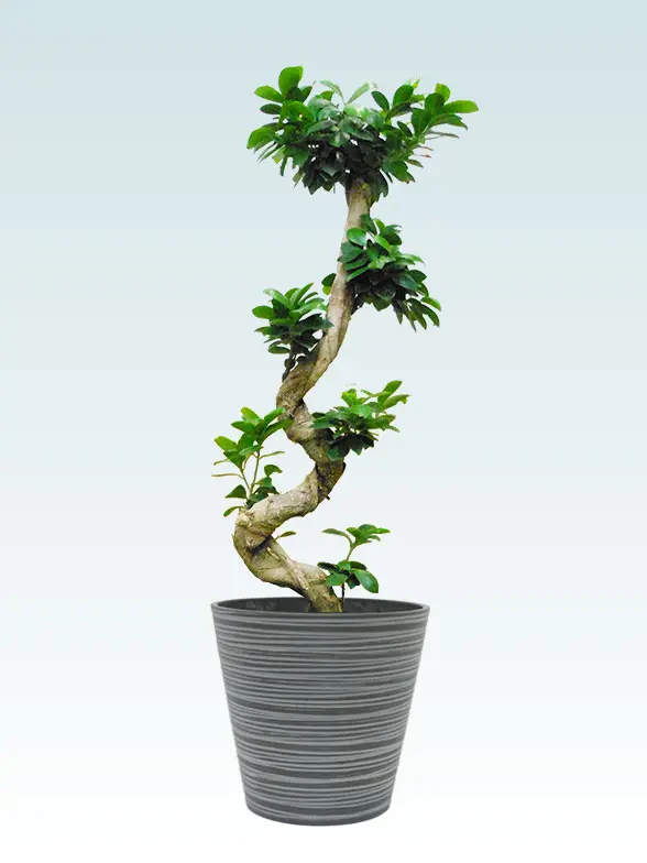 ガジュマル Mサイズ エコフレンドリーポット付