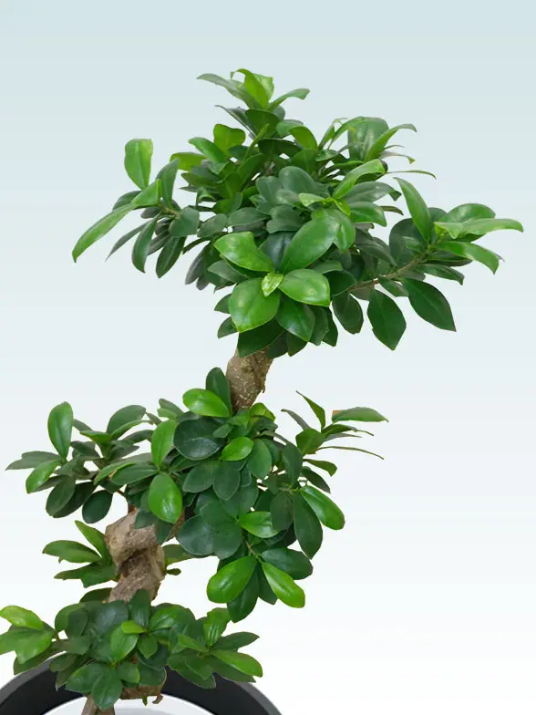 ガジュマルア葉っぱ拡大画像