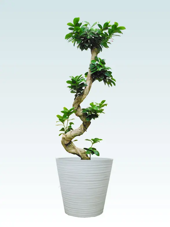 ガジュマル葉っぱ枝も入った画像