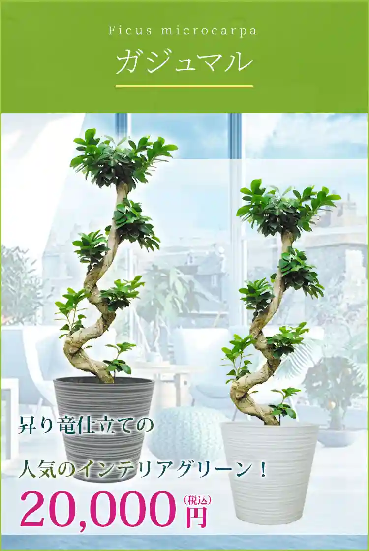 ガジュマル 観葉植物 20,000円(税込)