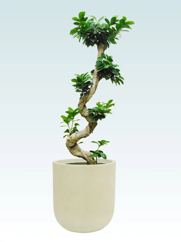 ガジュマル(Uポット型、グラスファイバー製鉢カバー付)/観葉植物