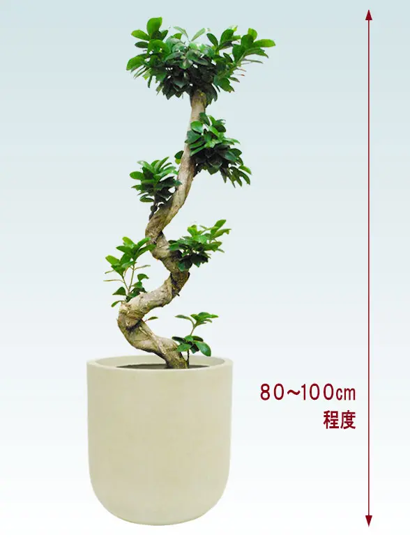 ガジュマル斜め上から全体画像
