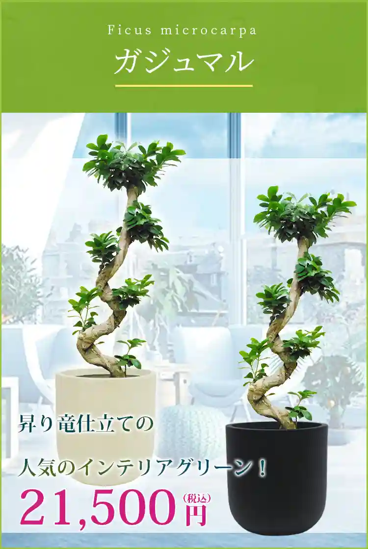ガジュマル(Uポット型、グラスファイバー製鉢カバー付)/観葉植物の販売