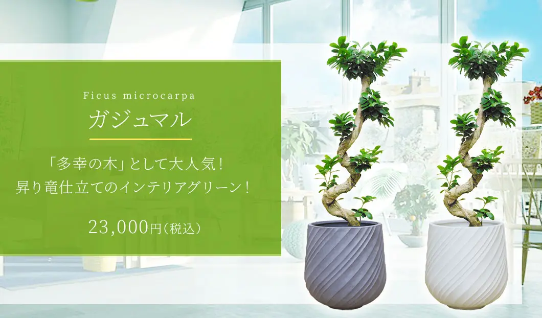 ガジュマル 観葉植物 23,000円(税込)