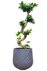 ガジュマル全体画像