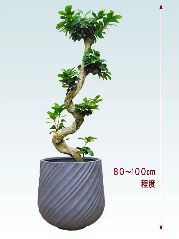 ガジュマル斜め上から全体画像