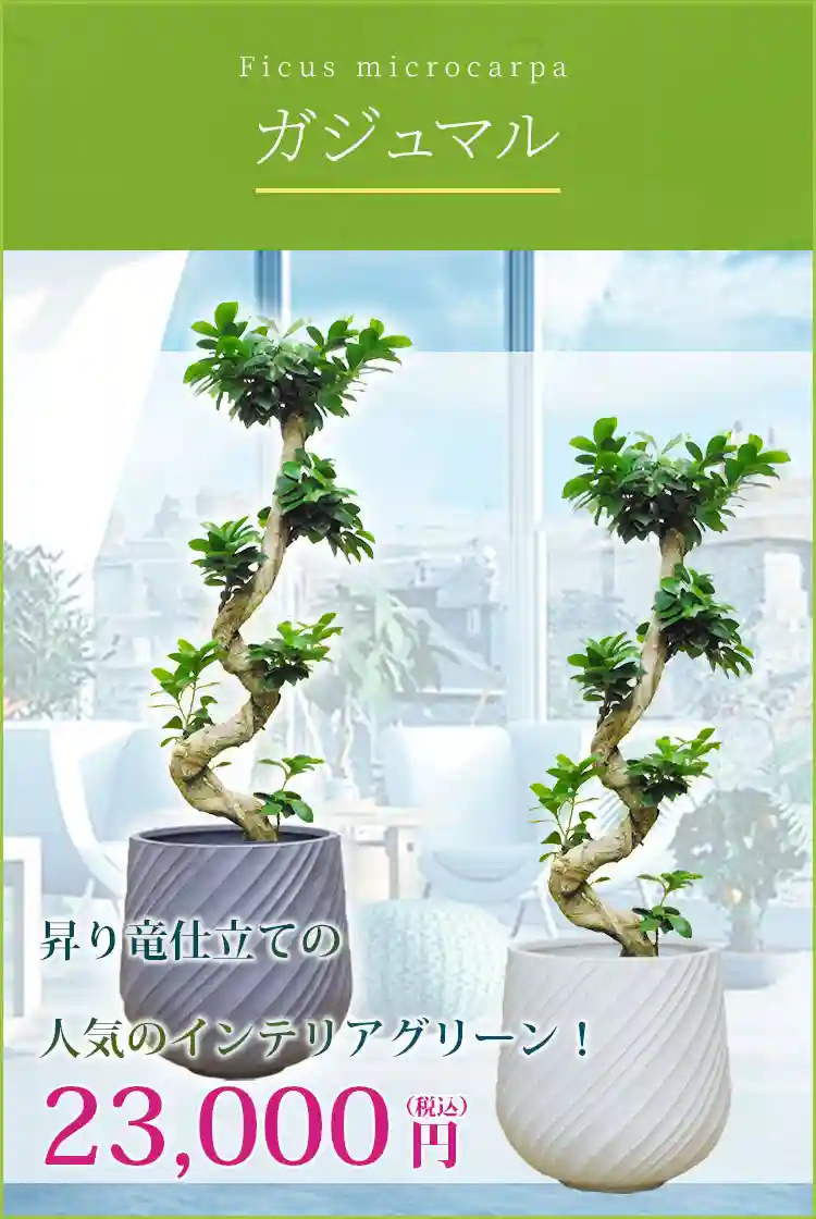 ガジュマル 観葉植物 23,000円(税込)
