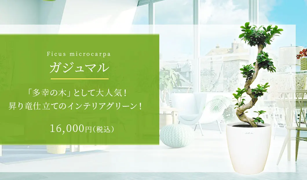 ガジュマル 観葉植物 15,000円(税込)