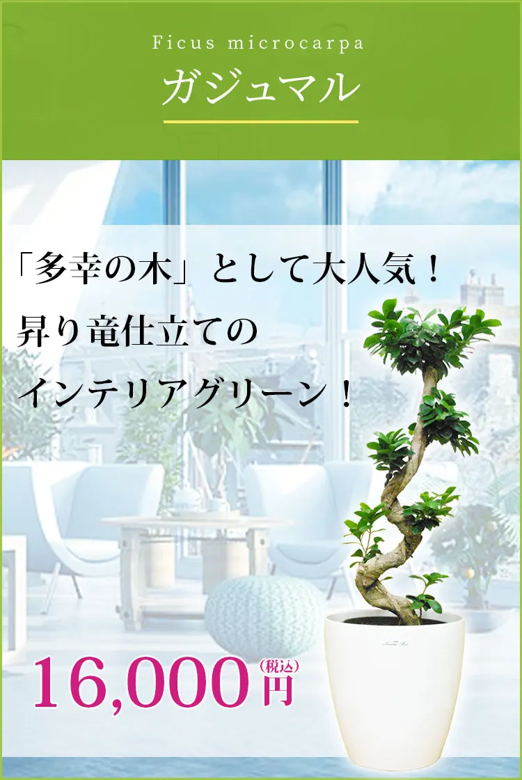ガジュマル 観葉植物 15,000円(税込)