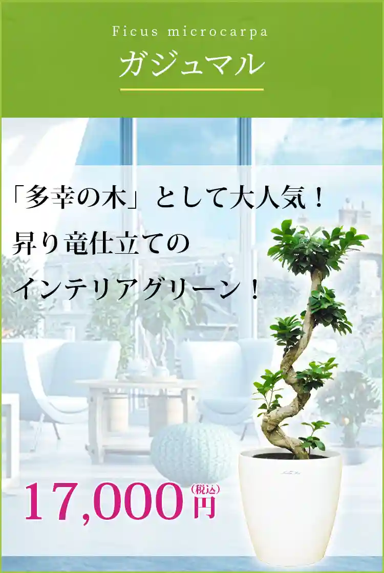 ガジュマル 観葉植物 15,000円(税込)