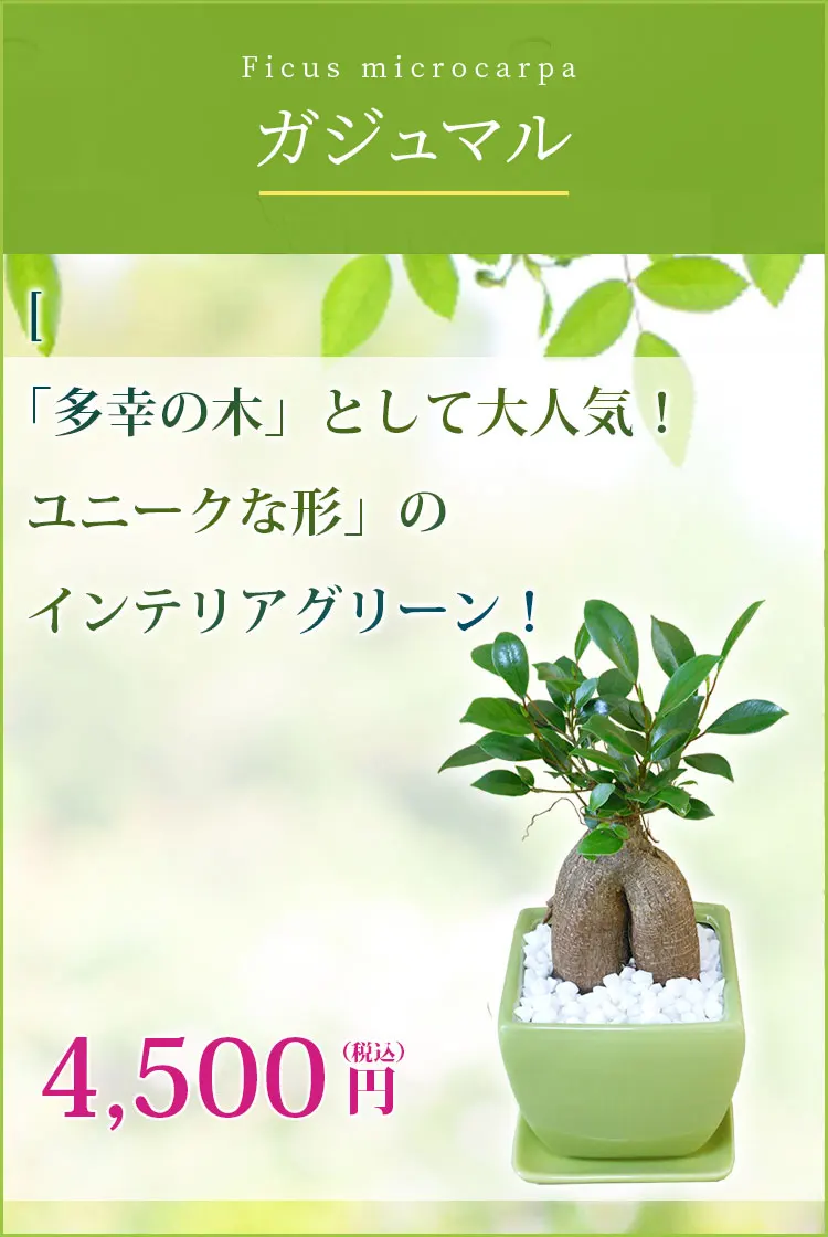 ガジュマル 観葉植物 4,200円(税込)