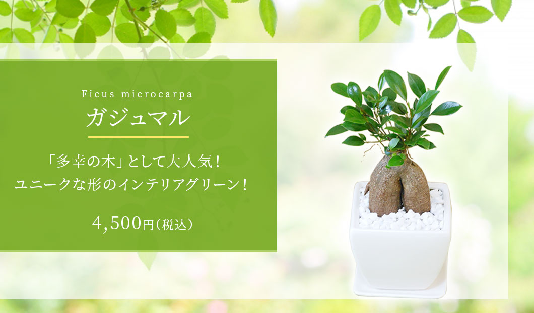 ガジュマル 観葉植物 4,200円(税込)