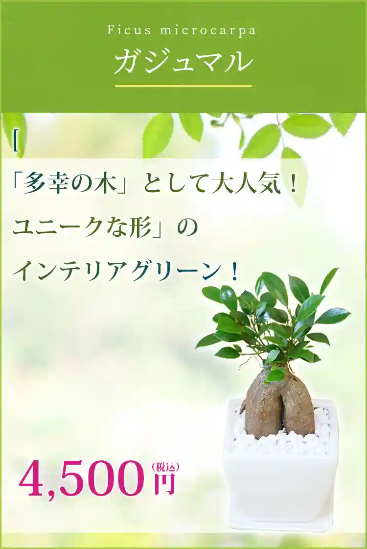 ガジュマル 観葉植物 4,200円(税込)