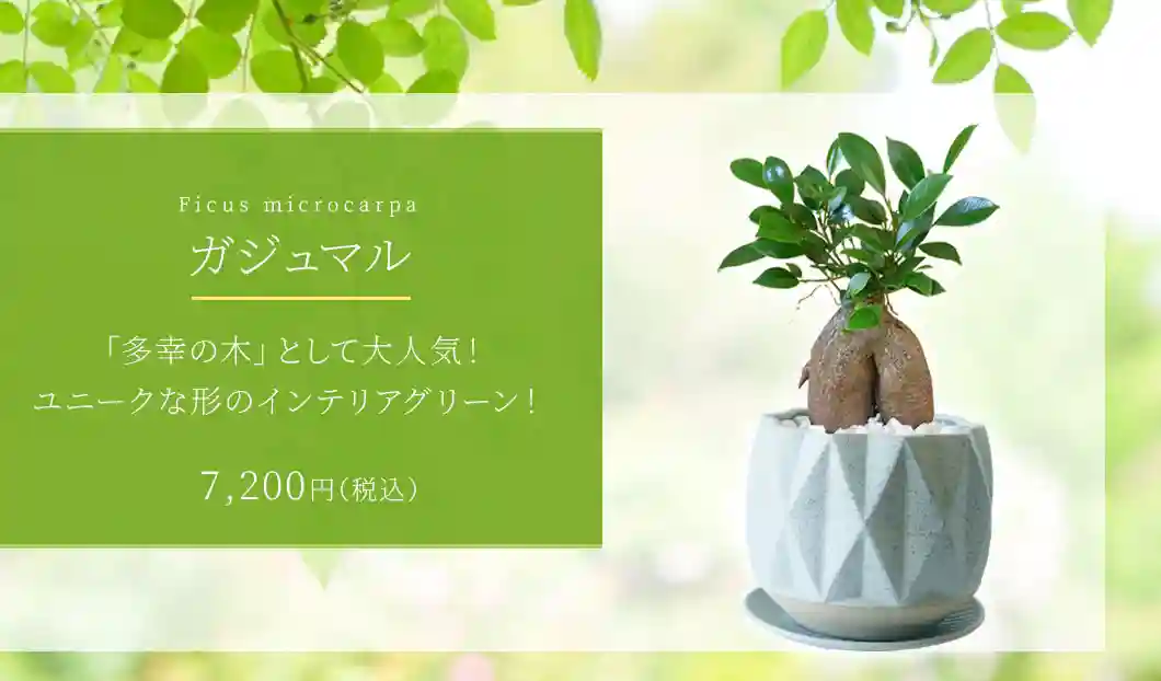 ガジュマル 観葉植物 7,200円(税込)