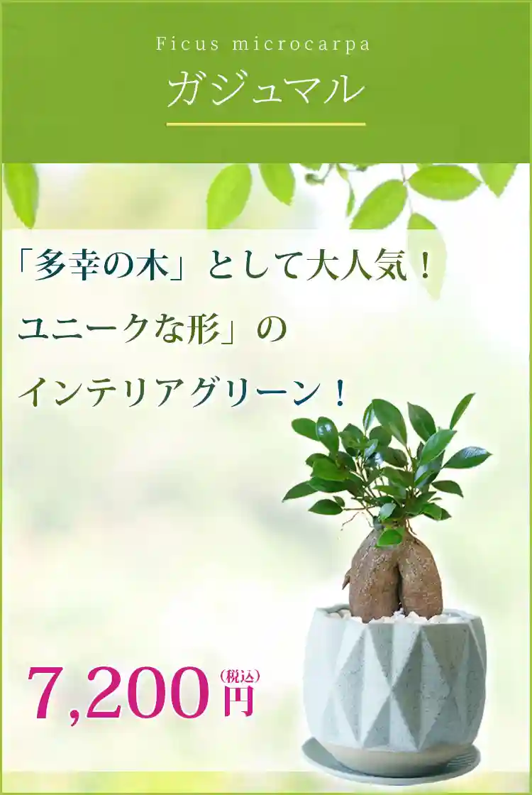 ガジュマル 観葉植物 7,200円(税込)