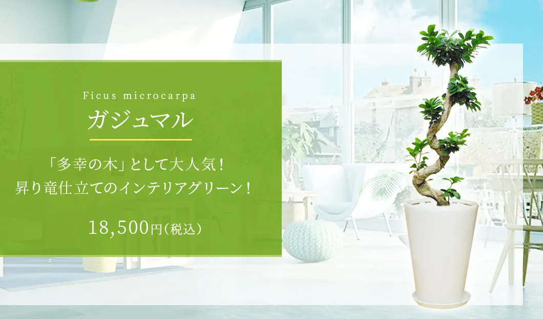 ガジュマル 観葉植物 18,500円(税込)