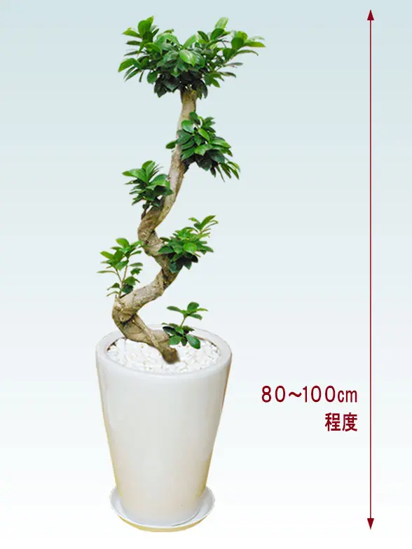 ガジュマル全体画像