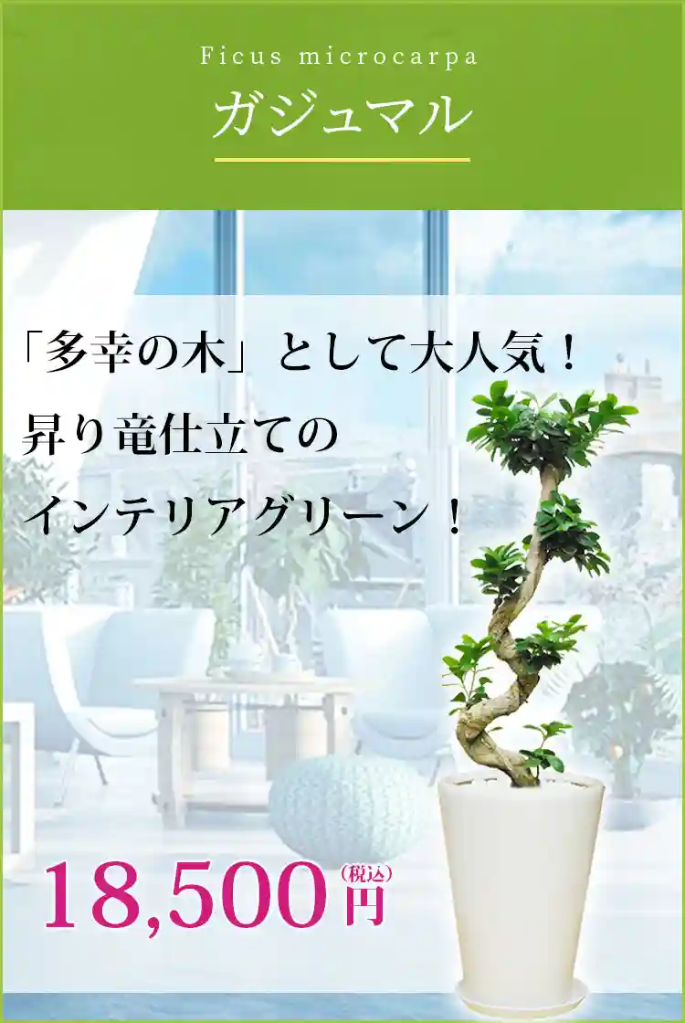 ガジュマル 観葉植物 18,500円(税込)