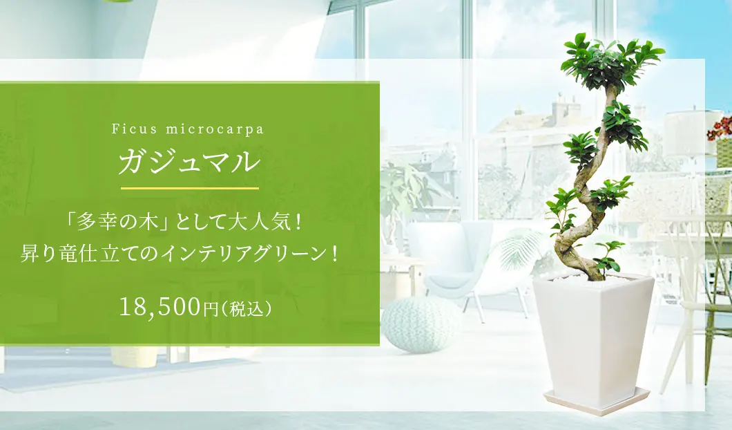 ガジュマル 観葉植物 18,500円(税込)