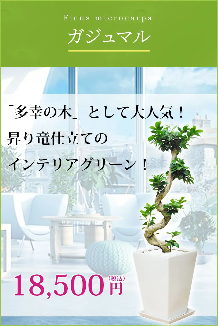 ガジュマル 観葉植物 18,500円(税込)