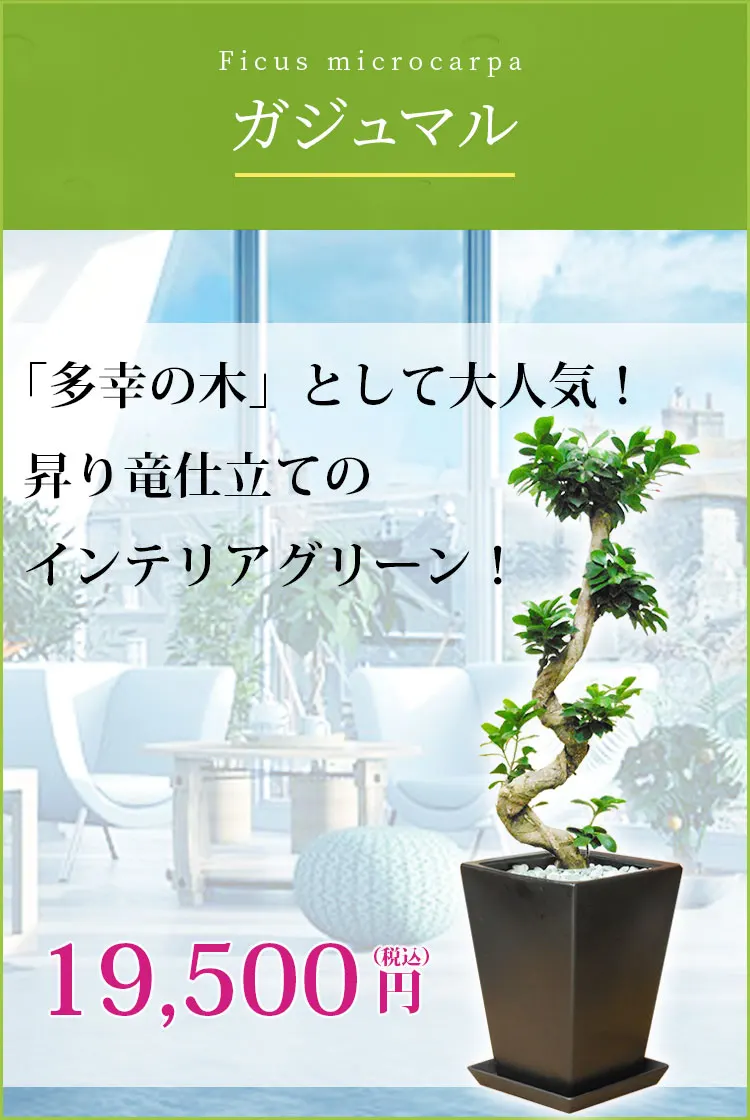 ガジュマル 観葉植物 19,500円(税込)