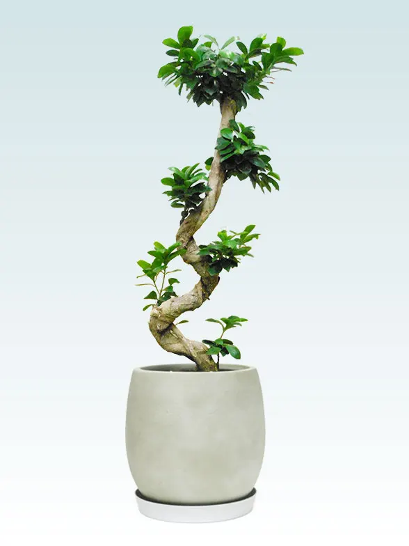 エバーフレッシュ 138cm 8号 S-shaped tree form エバーフレッシュ 138cm 8号 S-shaped tree form 【公式通販】