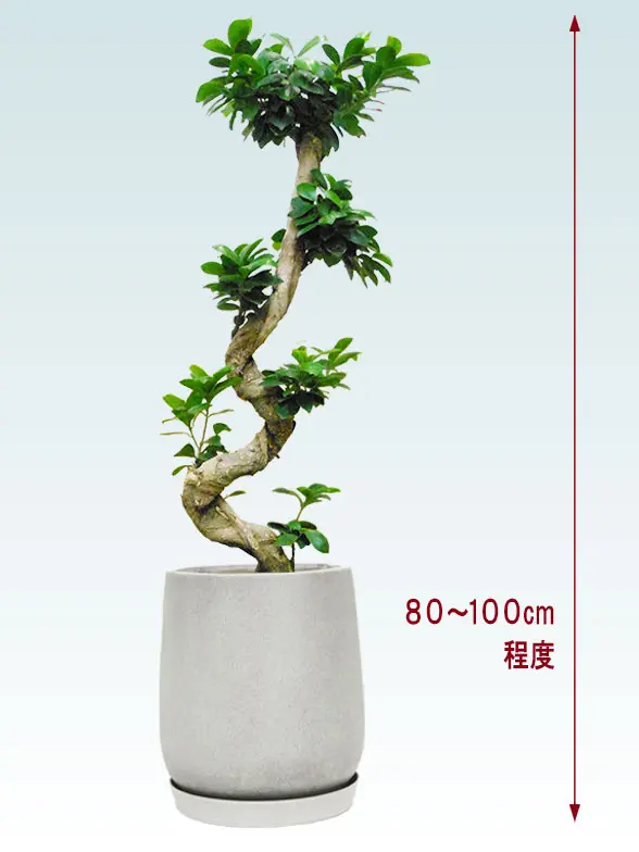 ガジュマル全体画像