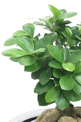 ガジュマル葉っぱのみ画像