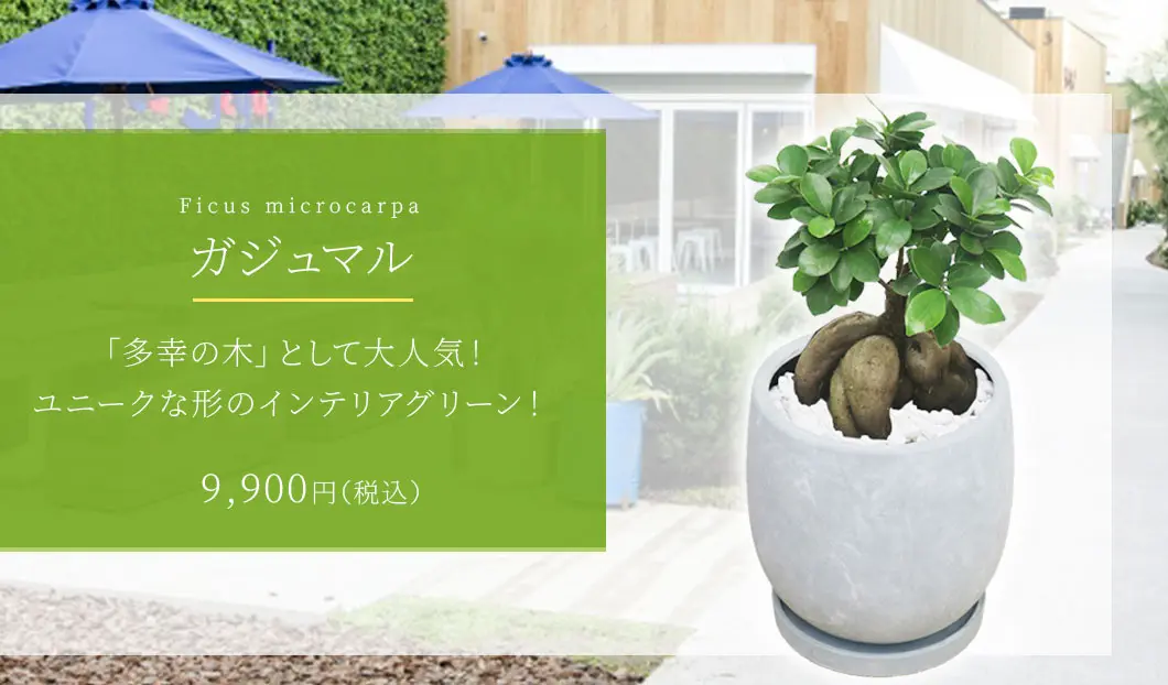 ガジュマル 観葉植物 9,900円(税込)