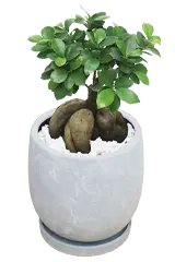 ガジュマル全体画像