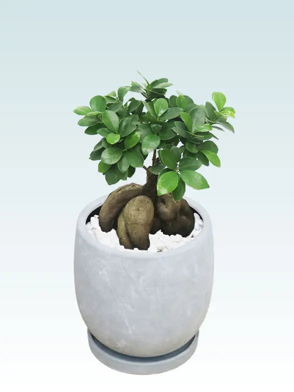 ガジュマル スタイリッシュ　陶器鉢　ボウル型