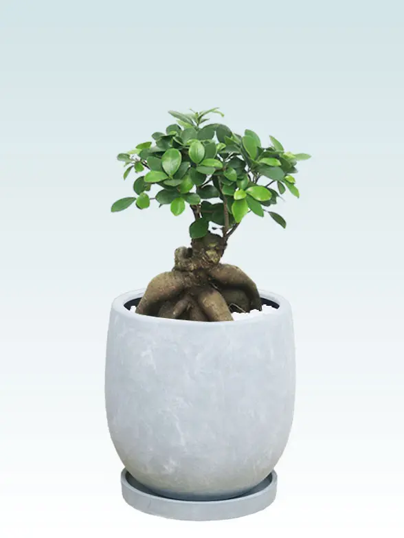 ガジュマル葉っぱ枝も入った画像