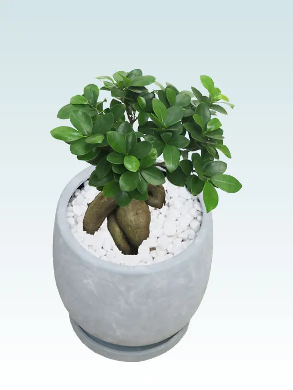 ガジュマルア葉っぱ拡大画像