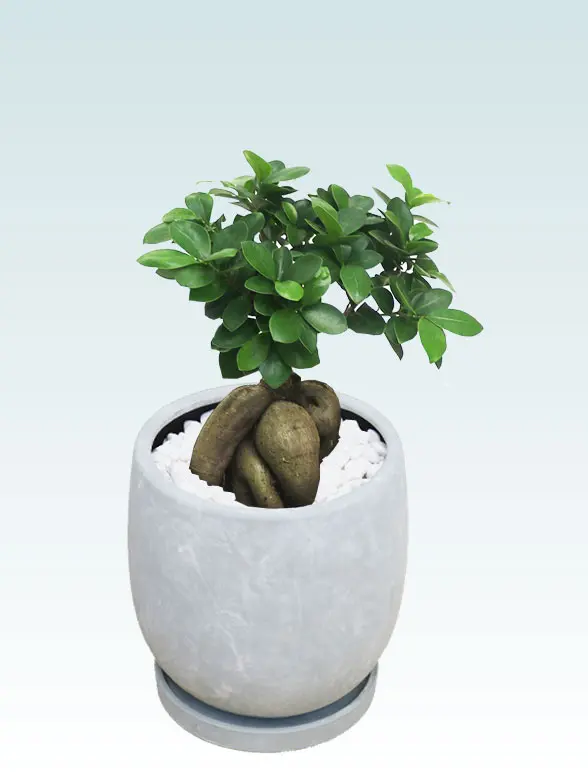 ガジュマル斜め上から全体画像