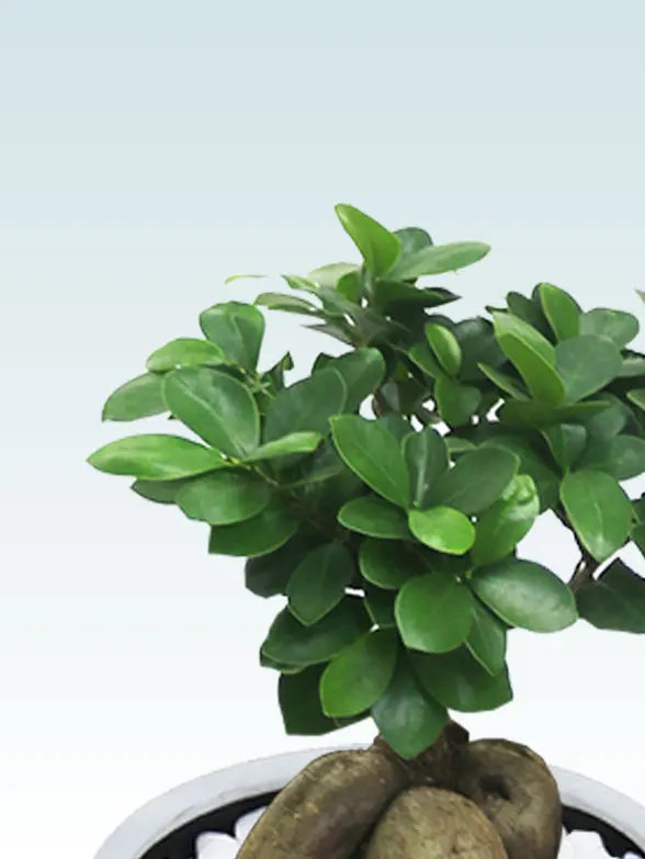 ガジュマル全体画像