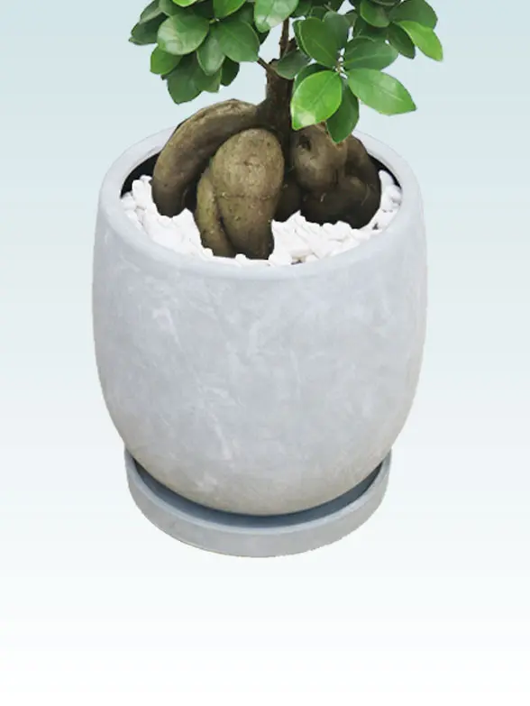 ガジュマルの鉢カバーイメージ画像