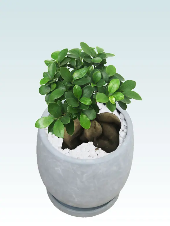 ガジュマル拡大横から画像