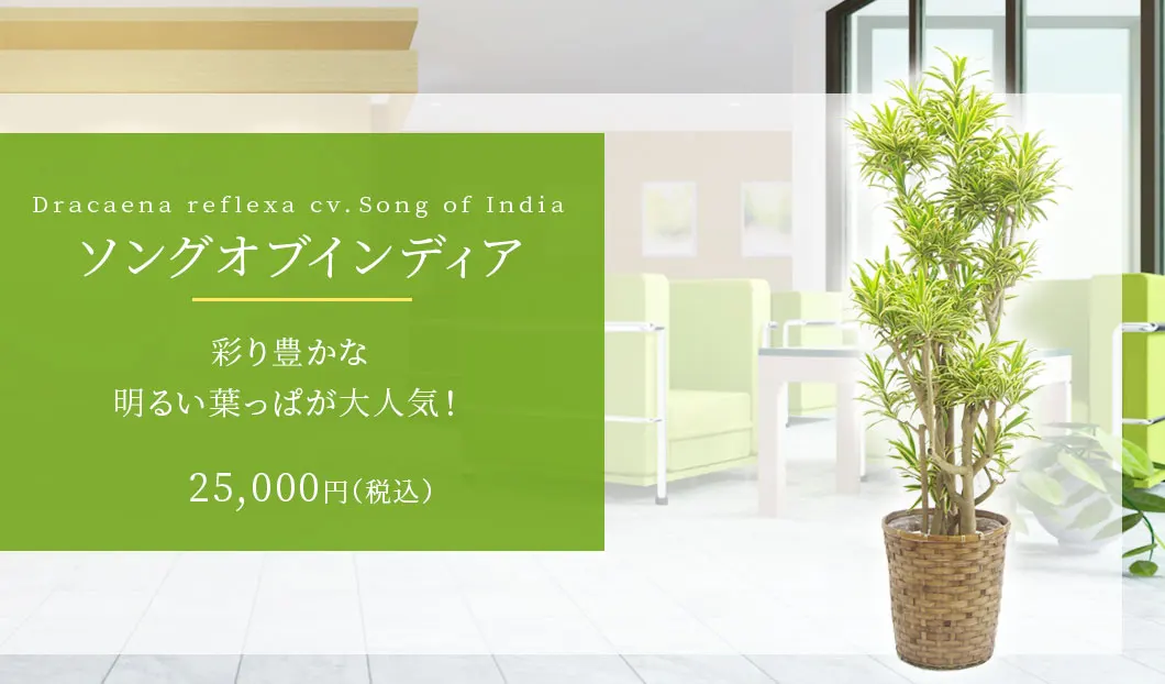 ソングオブインディア 観葉植物 22,500円(税込)