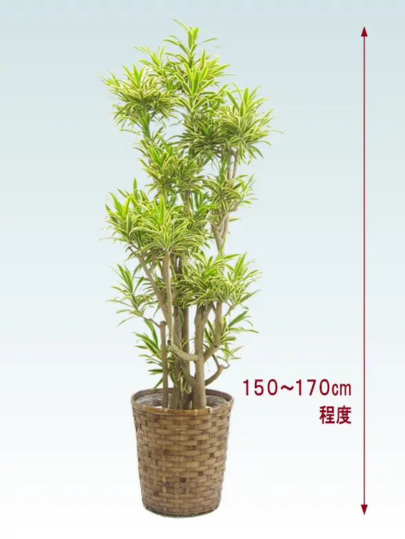ソングオブインディア拡大横から画像