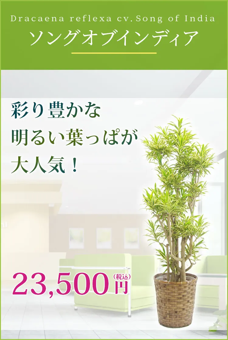 ソングオブインディア 観葉植物 22,500円(税込)