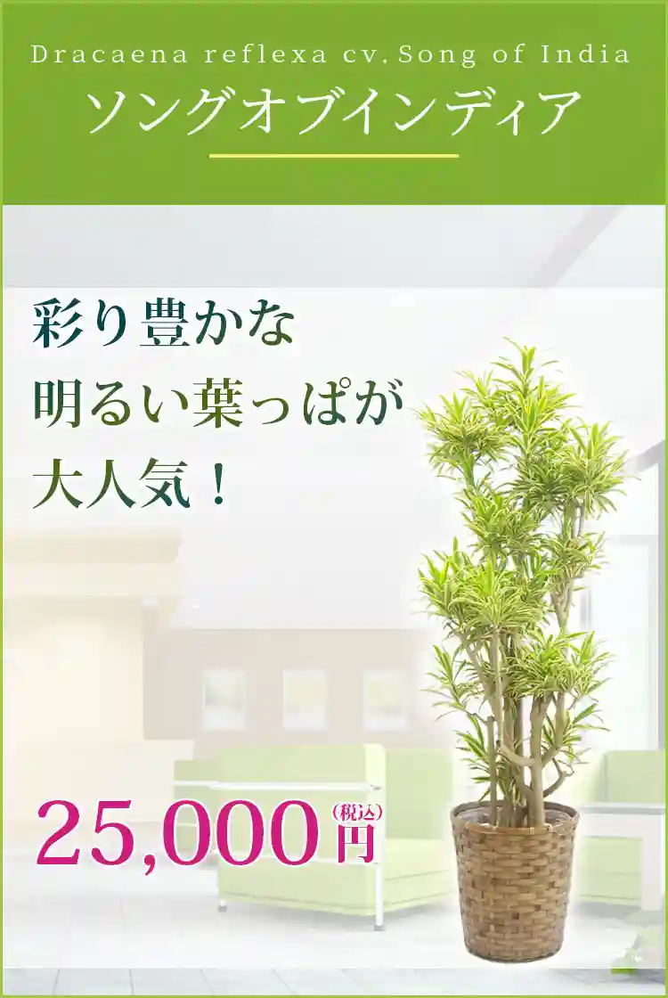 ソングオブインディア 観葉植物 25,000円(税込)