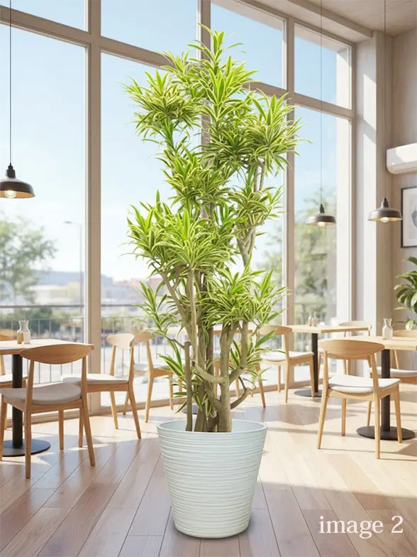 ソングオブインディア葉っぱ枝も入った画像