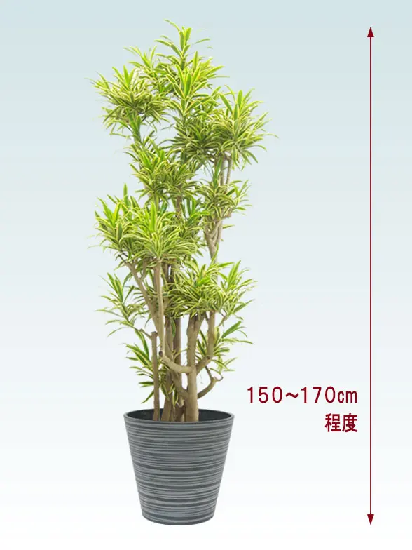 ソングオブインディア拡大横から画像