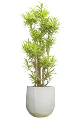 ソングオブインディア全体画像