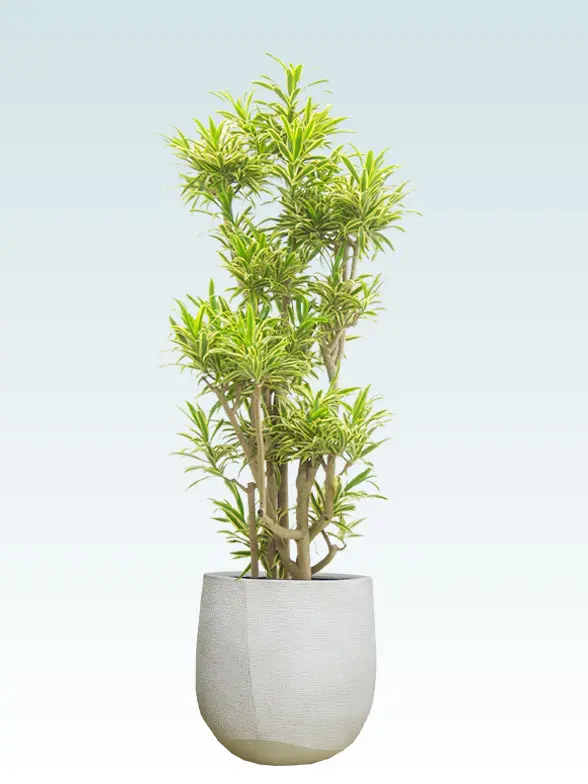 ソングオブインディア拡大横から画像