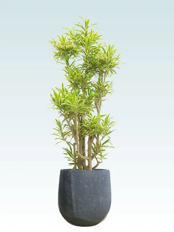 ソングオブインディア葉っぱ枝も入った画像